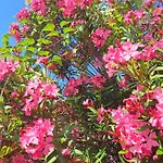 Laures דירה