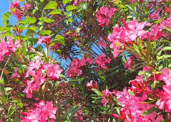 Laures Διαμέρισμα